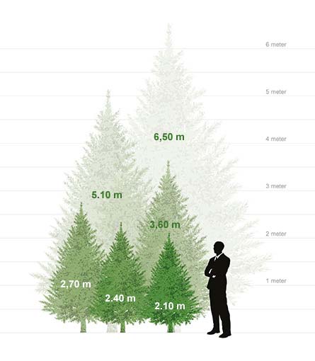 frequentie Rijd weg alliantie Nature kerstbomen huren | Kerstboomhuren.nl
